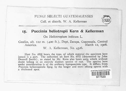 Puccinia heliotropii image